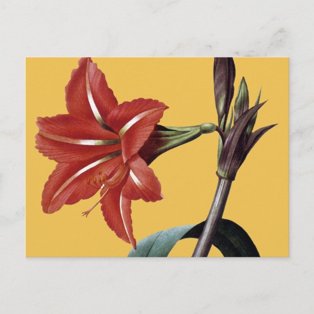 Carte Postale Amaryllis rayé (Devant)