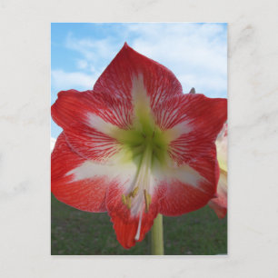 Carte Postale Amaryllis rouge et blanc MegaStar