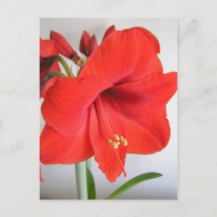 Carte Postale Amaryllis rouge fleur de Noël