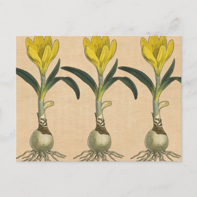 Carte Postale Amaryllis Tulip Jardin Botanique Fleur (Devant)