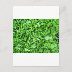 Carte Postale amateurs de laitue