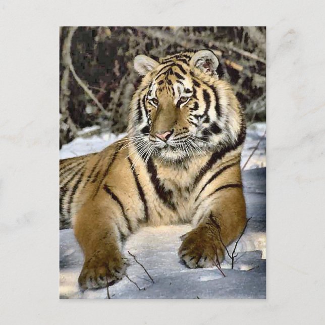 Carte Postale Amateurs de tigres Cadeaux d'art (Devant)