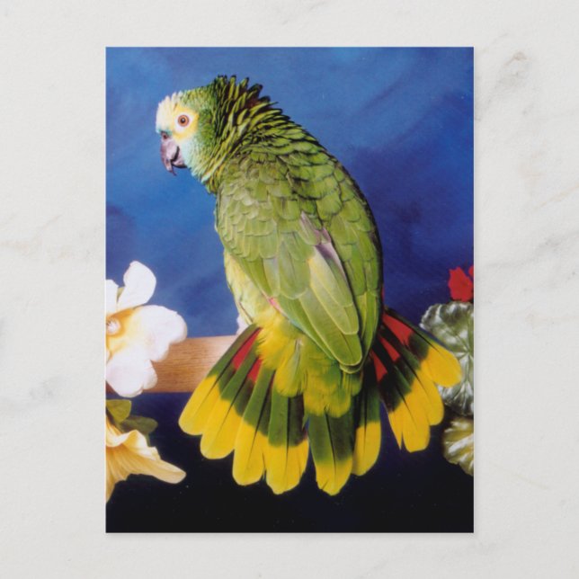Carte postale Amazon Parrot (Devant)