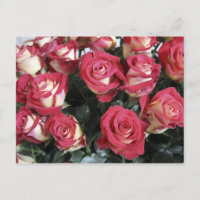 aménagement Sweetness Rose à Hacienda Compania