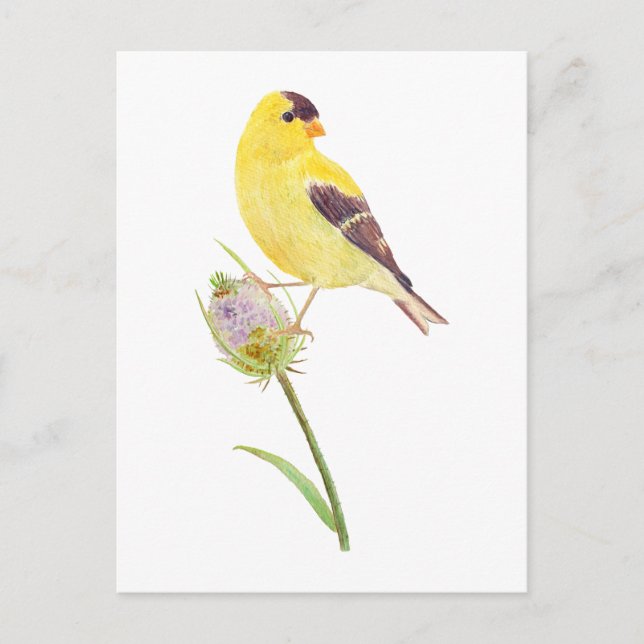 Carte postale America Goldfinch et Thistle (Devant)