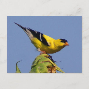 Carte Postale Américain Goldfinch
