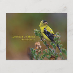 Carte Postale Américain Goldfinch