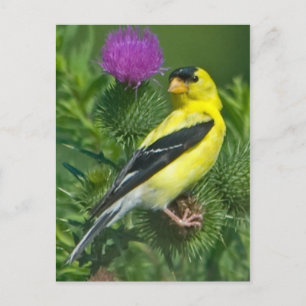 Carte Postale Américain Goldfinch