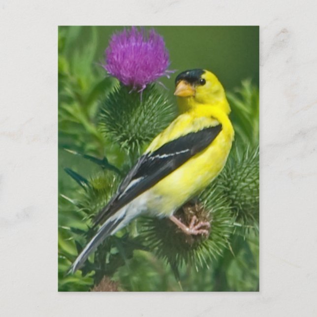 Carte Postale Américain Goldfinch (Devant)