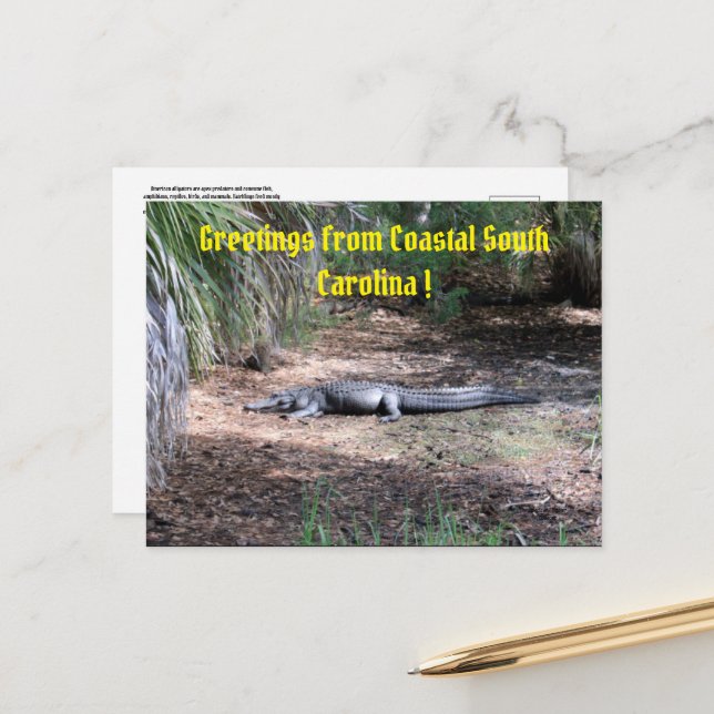 carte postale américaine alligator (Devant/Arrière en situation)