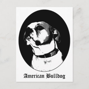 Carte postale américaine bulldog