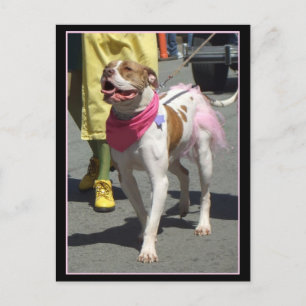 Carte postale américaine Bulldog