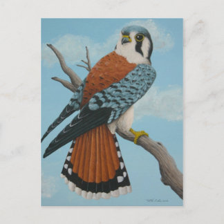 Carte postale américaine Kestrel