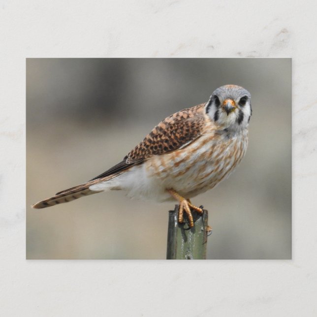 Carte postale américaine Kestrel (Devant)