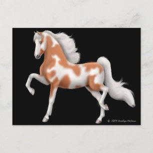 Carte postale américaine Saddlebred Pinto