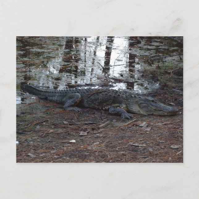 Carte postale American Alligator (Devant)