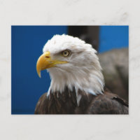 Carte postale American Bald Eagle