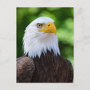 Carte postale American Bald Eagle