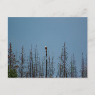 Carte Postale American Bald Eagle 8974