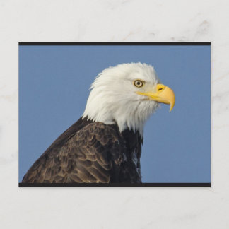 Carte postale American Bald Eagle II