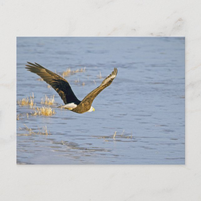 Carte postale American Bald Eagle VI (Devant)