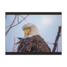 Carte postale American Bald Eagle VII