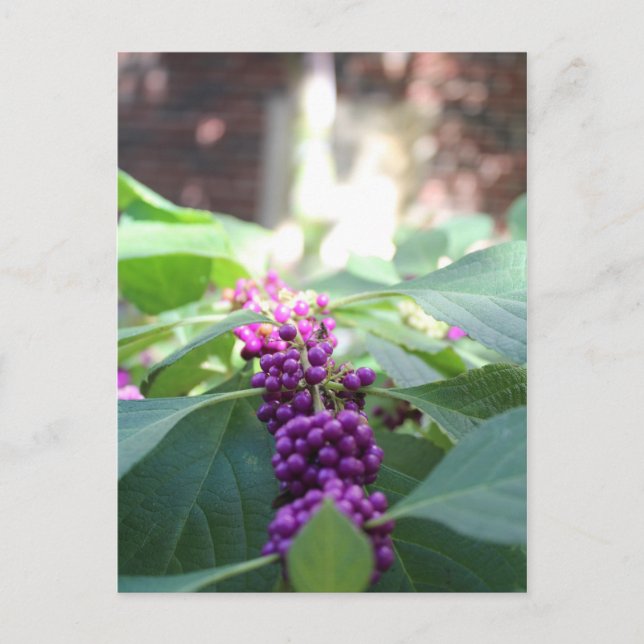 Carte Postale American Beautyberry # 3 (Devant)