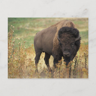 Carte postale American Bison