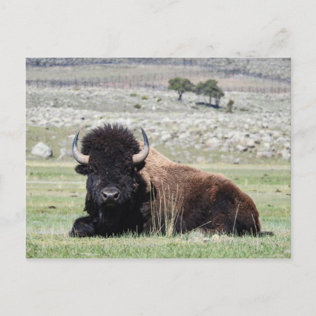 Carte Postale American Bison Postcard (Devant)