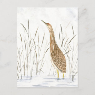 Carte postale American Bittern