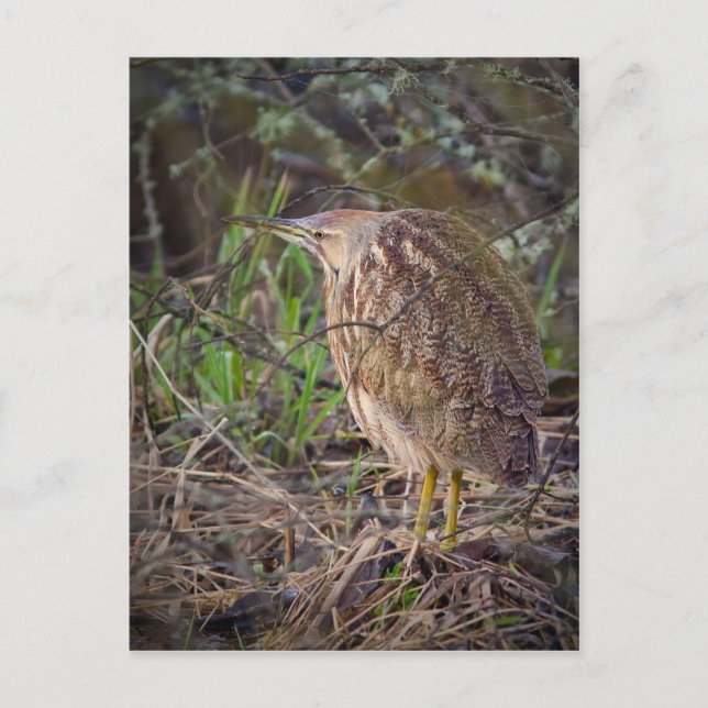 Carte Postale American Bittern (Devant)