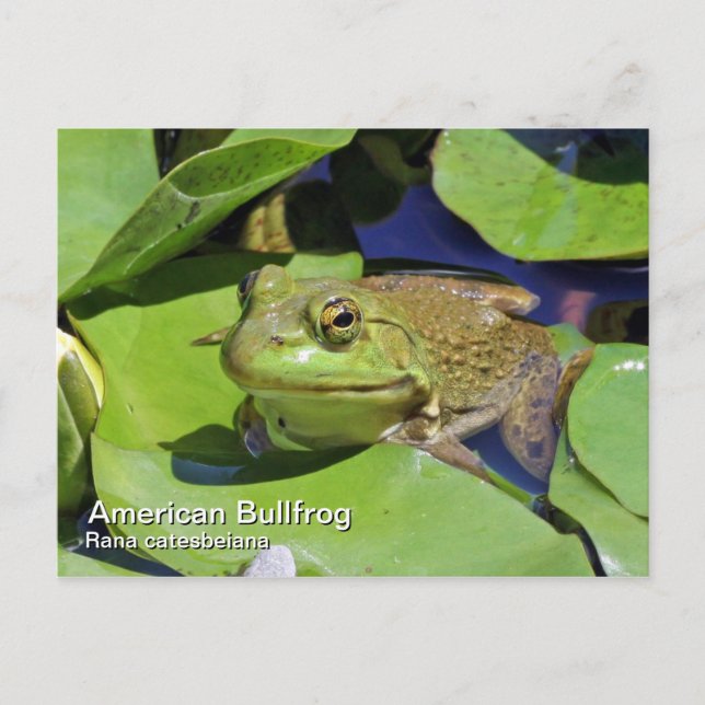 Carte postale American Bullfrog (Devant)