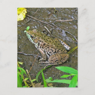 Carte Postale American Bullfrog - Rana catesbeiana
