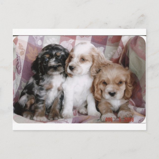 Carte Postale American Cocker Spaniel Puppies (Devant)