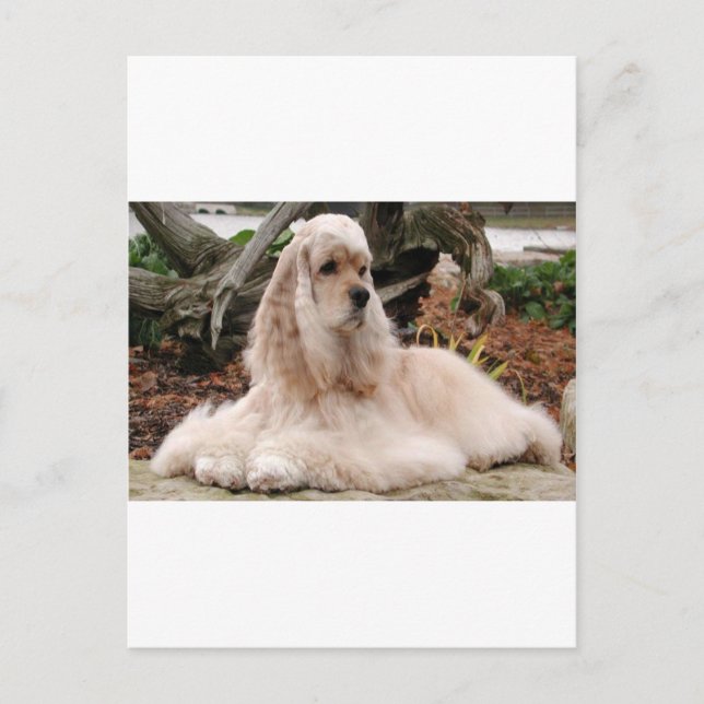 Carte Postale American Cocker Spaniel Series (Devant)