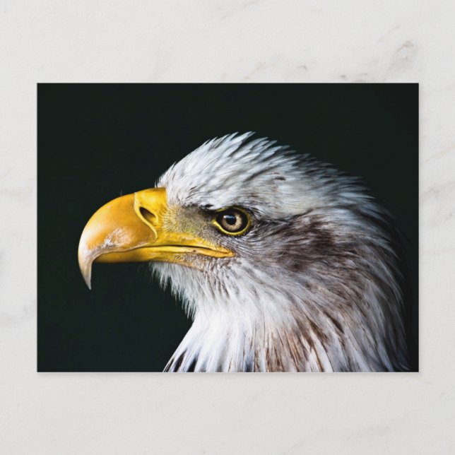 Carte postale American Eagle (Devant)