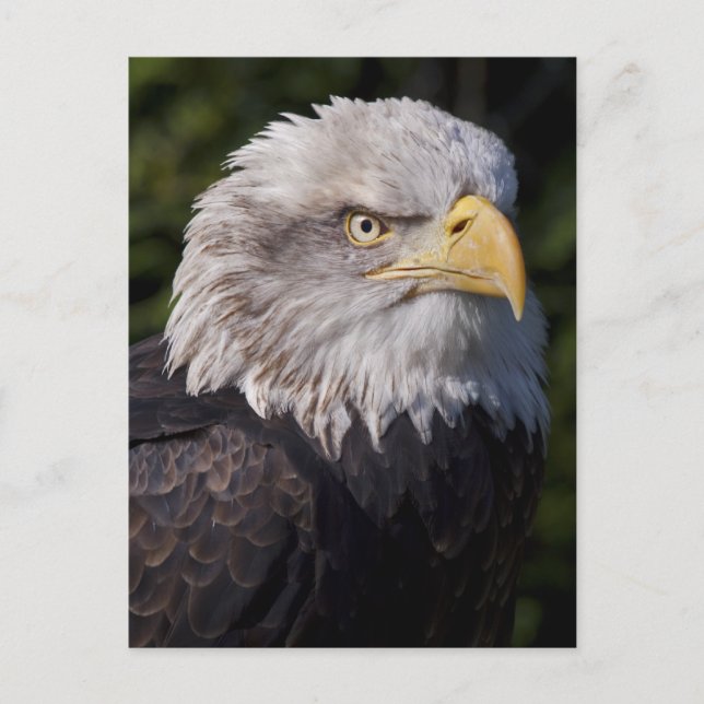 Carte postale American Eagle (Devant)