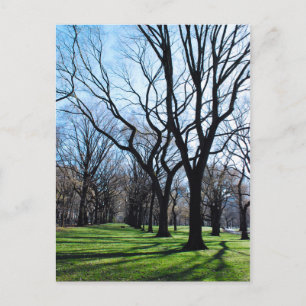 Carte postale American Elm Trees