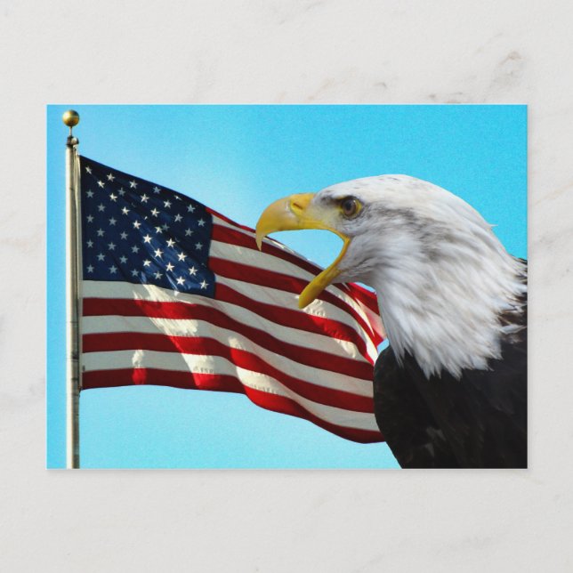 Carte postale American Flag et Bald Eagle (Devant)