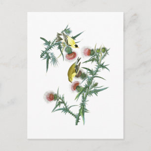 Carte Postale American Goldfinch John Audubon Birds of America