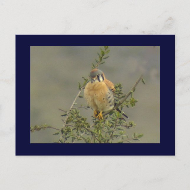 Carte postale American Kestrel 1 (Devant)