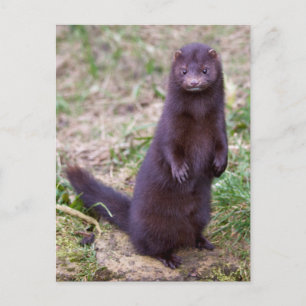 Carte postale American Mink