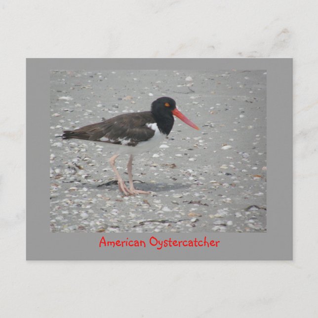 Carte Postale American Oystercatcher (Devant)