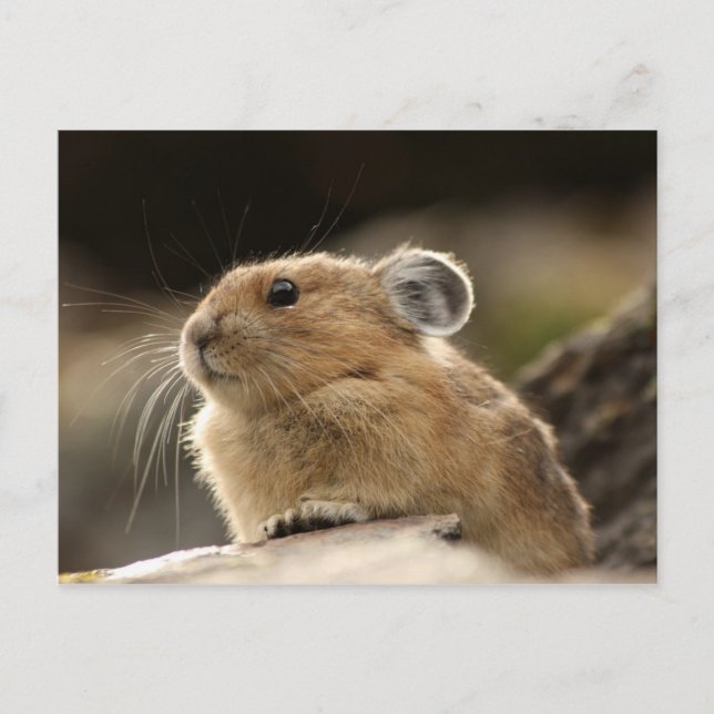 Carte Postale American Pika (Devant)