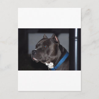 Carte Postale American Pit Bull Terrier
