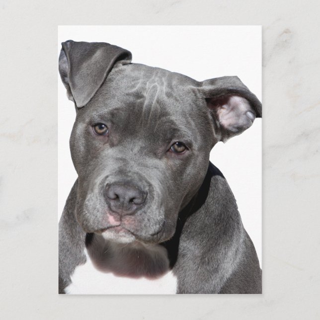 Carte Postale American Pit Bull Terrier (Devant)
