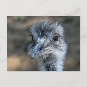 Carte Postale American Rhea Portrait