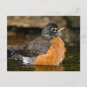 Carte Postale American Robin bain 2
