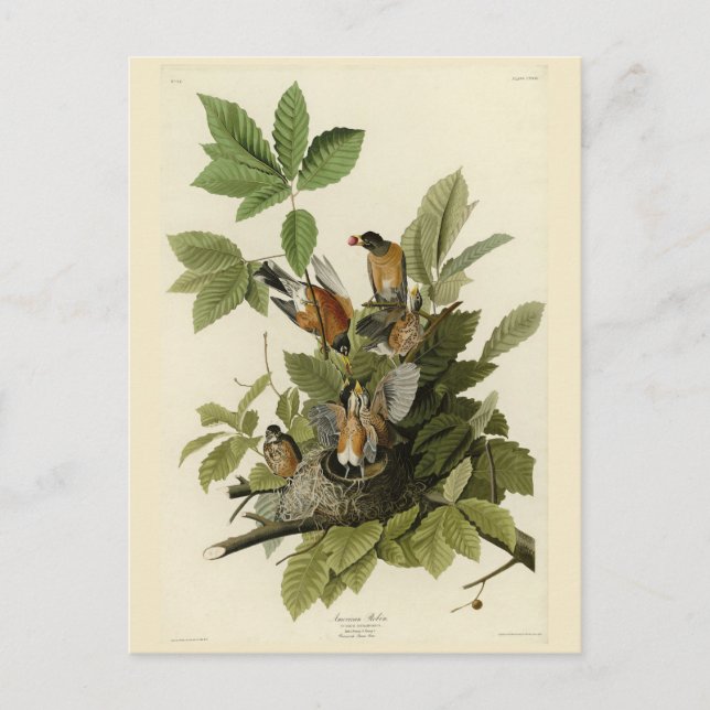 Carte Postale American Robin from Audubon's Birds of America (Devant)