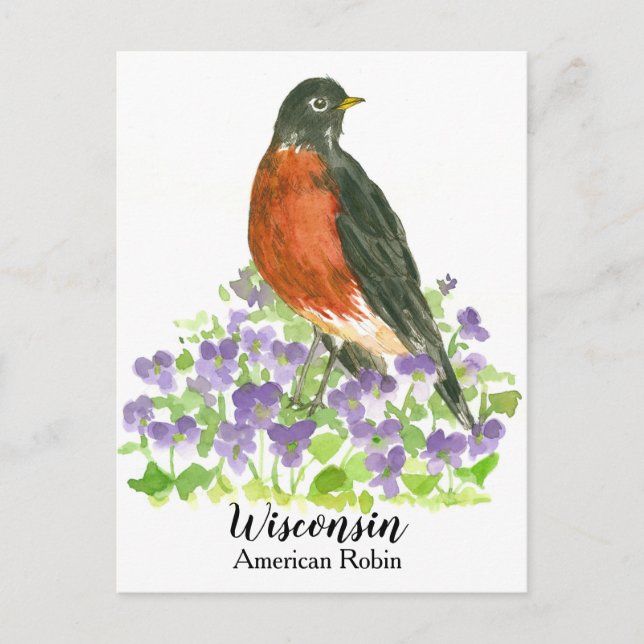 Carte Postale American Robin State Bird of Wisconsin (Devant)
